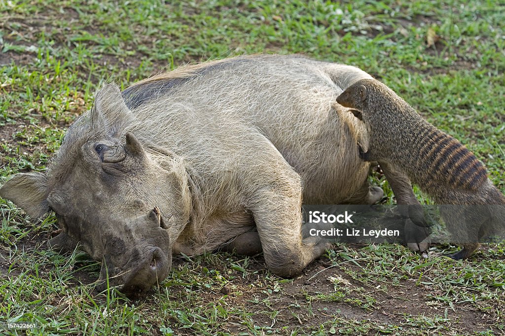 Symbiosis- Banded mongoose cleaning skin of a Warthog  Warthog Stock Photo