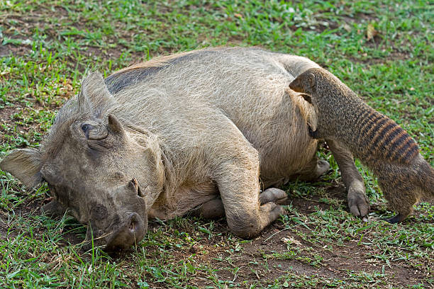 Symbiosis- Banded mongoose cleaning skin of a Warthog  warthog stock pictures, royalty-free photos & images