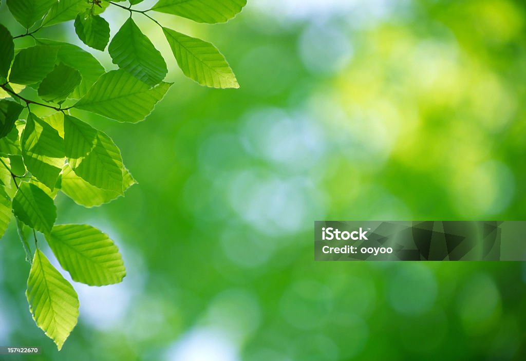 녹색 잎 - 로열티 프리 0명 스톡 사진