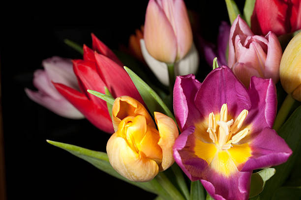 Bouquet of tulips stock photo