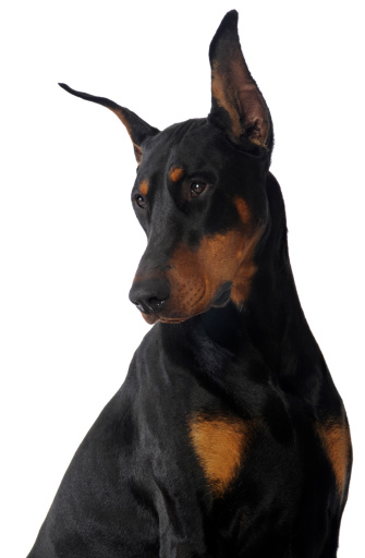 This is my dog Lexx, he's a champion show dog. Dobermans are strong, sleek, powerful and intelligent. I tried to capture all of those qualities in this shot.  The background is pure white with copy space on the left side. 