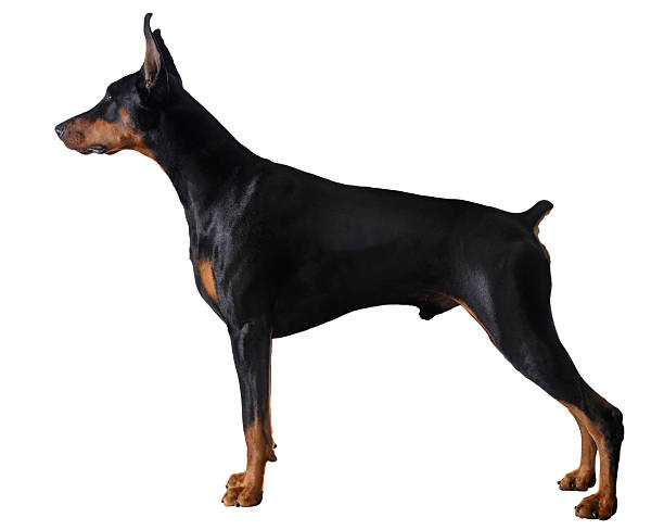 Sleek Powerful Black Male Doberman Pinscher Standing Stacked, White Background This is my Doberman Pinscher Lexx, in the "stacked" position, used in dog shows to show the best possible form. He is on a pure white background. Lexx (Real name: Abadie's Return of the King) is a Champion show dog as well. guard dog photos stock pictures, royalty-free photos & images