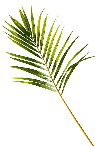 tropisches grün palm leaf, isoliert auf weiss mit clipping path - palm leaf branch leaf palm tree stock-fotos und bilder