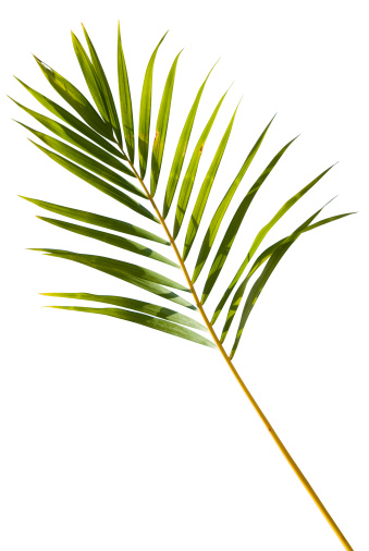 Palm leaf isolated on white, with a clipping path for easy selection, to use as a design element. Further choices below: