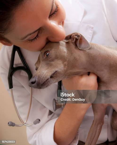 Veterinario Comodidades Como Un Primer Plano En Miniatura De Greyhound Foto de stock y más banco de imágenes de Clínica veterinaria