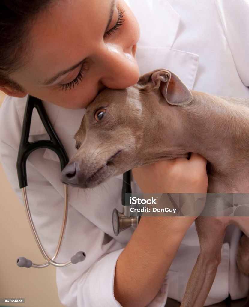 Veterinario comfort di primo piano come una miniatura Greyhound - Foto stock royalty-free di Clinica veterinaria