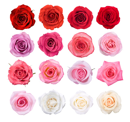 Roses in reds, pinks, and whites.