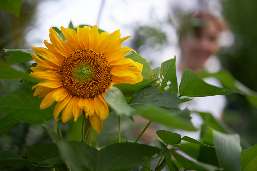 happy female farmer with sunflower plant and flower at garden