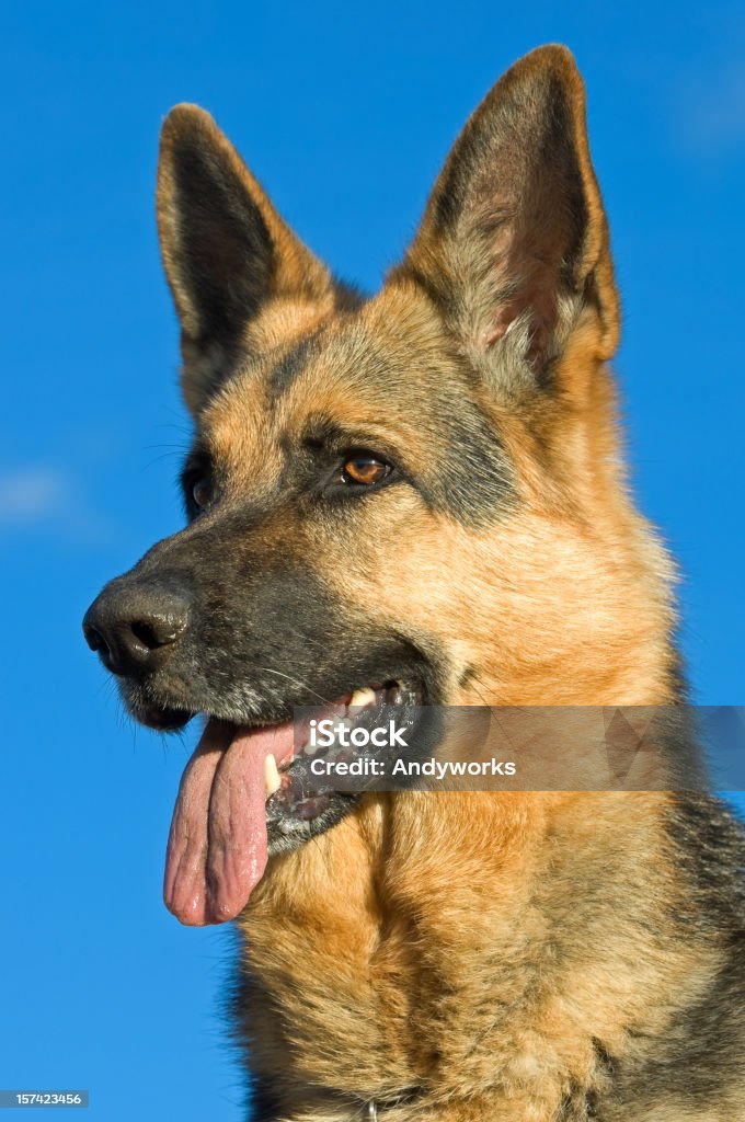 Deutscher Schäferhund Porträt - Lizenzfrei Abwarten Stock-Foto