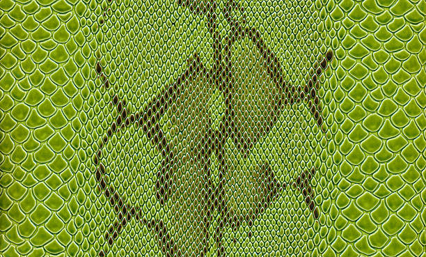 Green Snake Skin stock photo