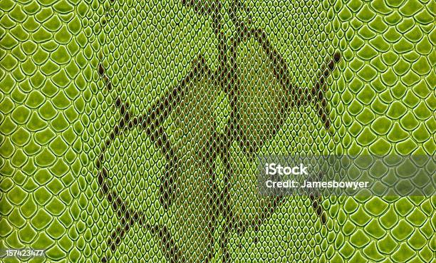Green Snake Skin Stock Photo - Download Image Now - Snakeskin, Snake, Animal Scale