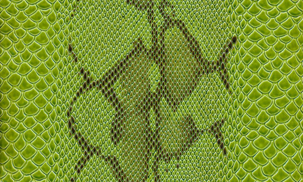 wąż zielony skóry - snakeskin snake animal skin pattern zdjęcia i obrazy z banku zdjęć