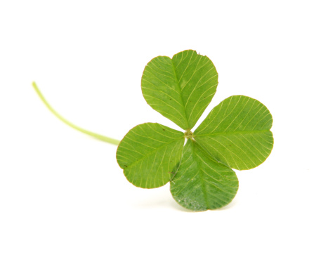 A four leafed clover isolated on a white background; perfect for a St. Patty's day design.