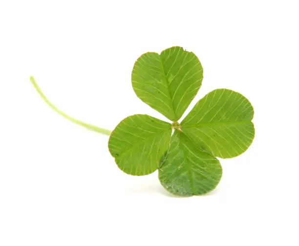 Photo of Four Leafed Clover Isolated on White