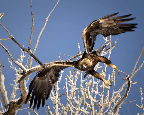 Photo of Golden Eagle (Aquila chrysaetos) Launching