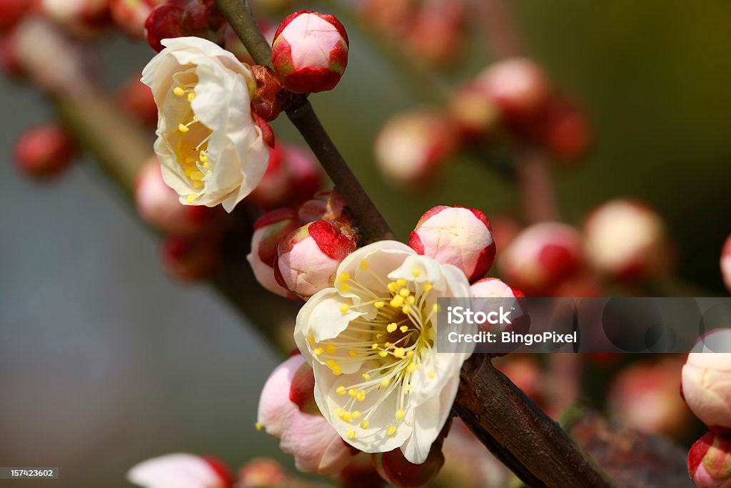 Spring Plum Blossoms in Shanghai  Asia Stock Photo