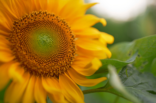 Yellow Sunflower Isolated on White Background.