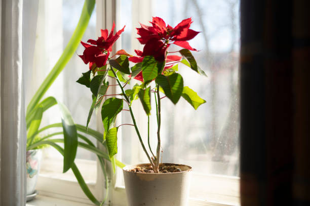 istock home plant pot standing on the window shelf 1574236919