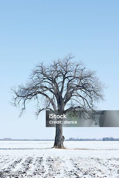 Foto de Bare Álamo e mais fotos de stock de Azul - Azul, Campo, Cena Rural