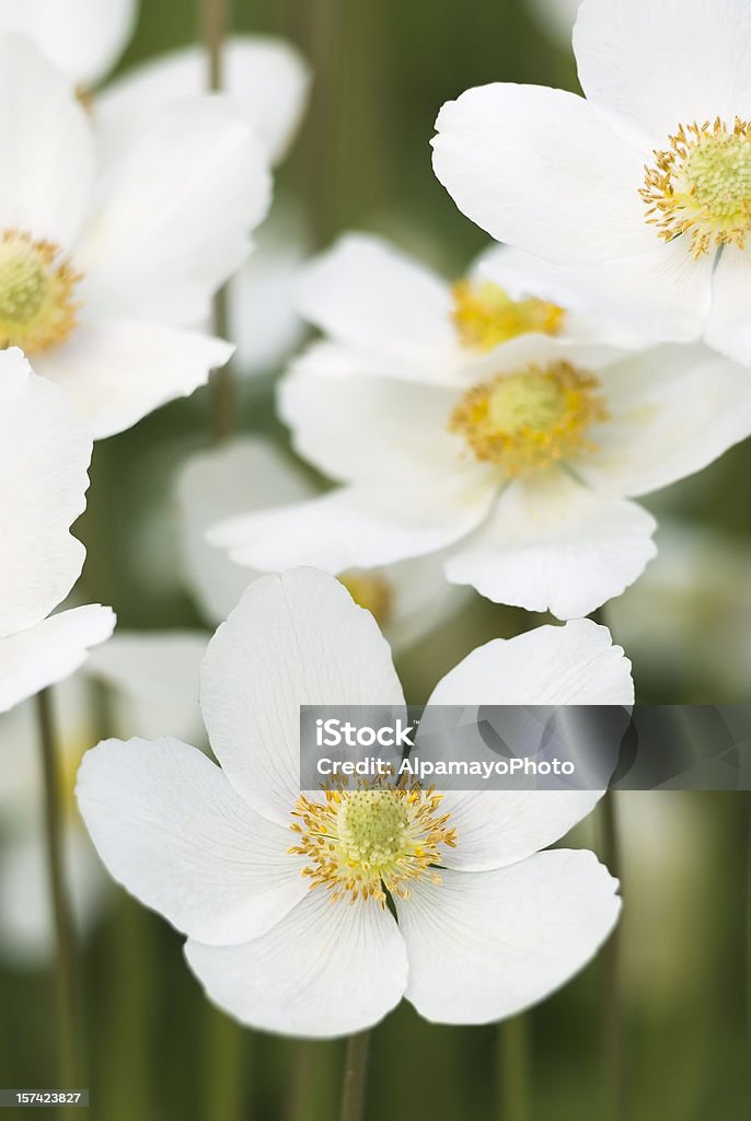 Galanthus Anemone occidentalis sylvestris - Lizenzfrei Buschwindröschen Stock-Foto