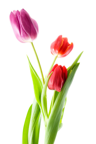 Three tulips of different colors isolated in camera, not cut out. Focus on purple colored one.