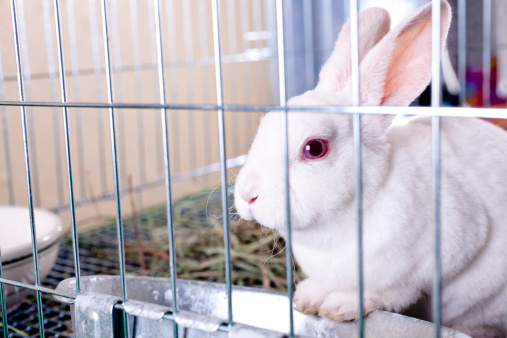 A closeup shot of a dwarf domestic rabbit in a jumping position on an isolated background