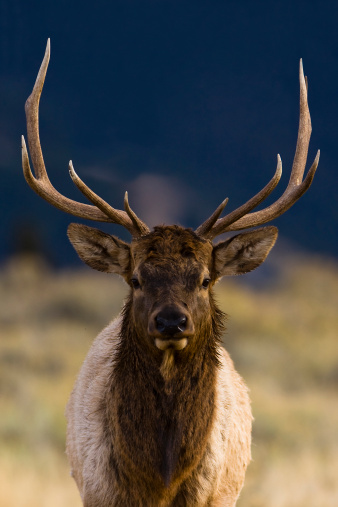 Close up of bull elk looking straight into camera.