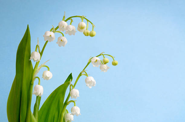 Lily of the Valley (Convallaria majalis) Shallow DOF Shot against pastel blue background. The flower is also known as Our Lady's tears and is the national flower of Finland (since 1967). It is the official flower of Alpha Delta Phi fraternity, Pi Kappa Alpha fraternity, Kappa Sigma fraternity, Delta Omicron fraternity, Alpha Epsilon Phi sorority, and Alpha Phi sorority. lily of the valley stock pictures, royalty-free photos & images