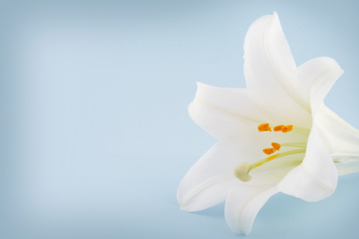 Easter Lily On A Blue Background With Copyspace Stock Photo - Download  Image Now - Easter Lily, Light Blue, Springtime - iStock