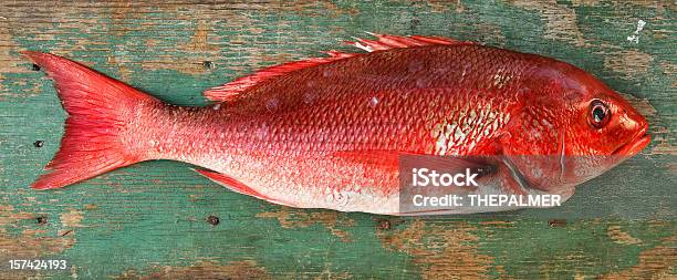 신선한 도미 물고기에 대한 스톡 사진 및 기타 이미지 - 물고기, 빨강, 사진-이미지