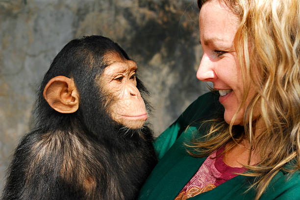 bebé chimp y encargado - primate fotografías e imágenes de stock