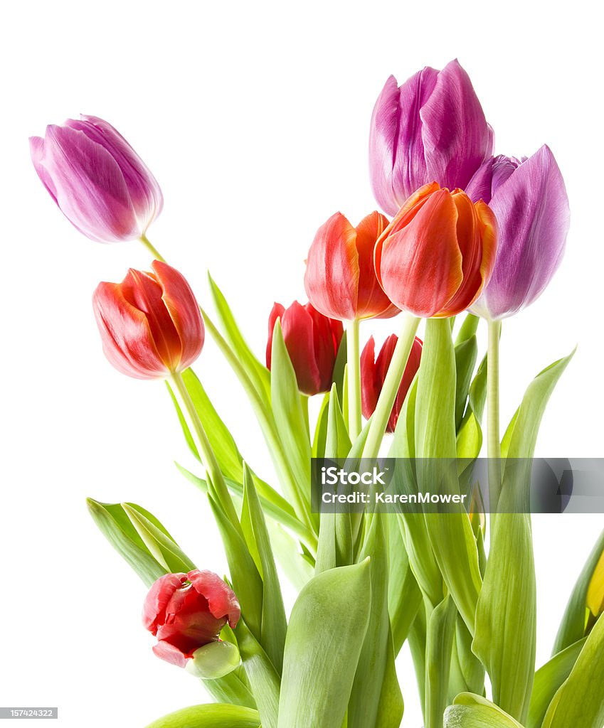 春の花 - チューリップのロイヤリティフリーストックフォト