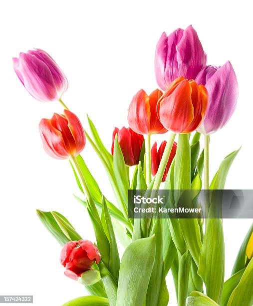 春の花 - チューリップのストックフォトや画像を多数ご用意 - チューリップ, カットアウト, カラー画像
