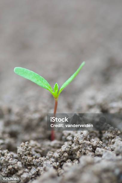 Plántula De Resorte Foto de stock y más banco de imágenes de Aire libre - Aire libre, Aislado, Color - Tipo de imagen