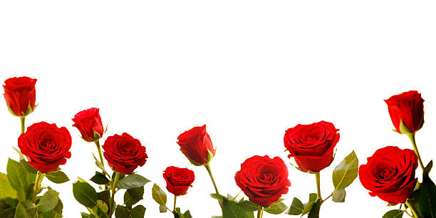 istock Roses lined along bottom of white background 157424365