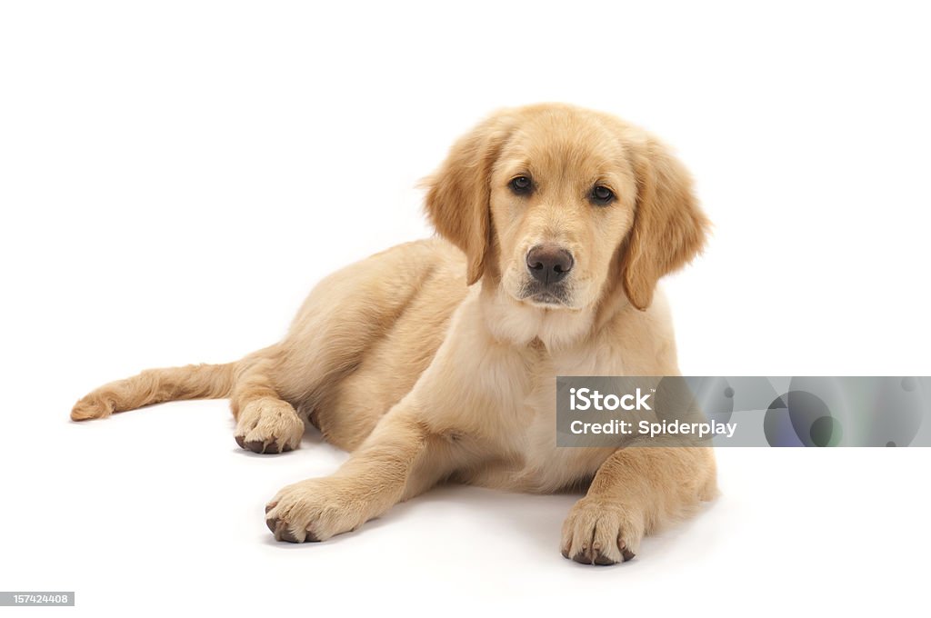 Golden retriever puppy on white background Relaxed 4 month old Golden Retriever puppy. Dog Stock Photo