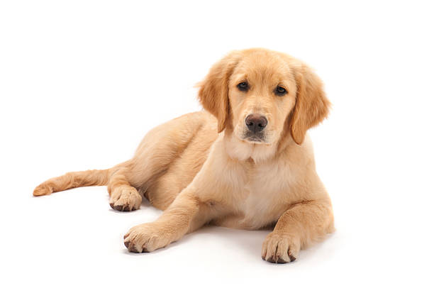 Golden retriever puppy on white background stock photo