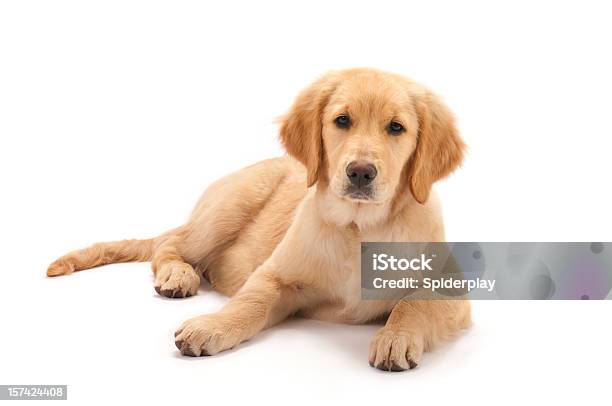 Golden Retriever Puppy On White Background Stock Photo - Download Image Now - Dog, Cut Out, Lying Down
