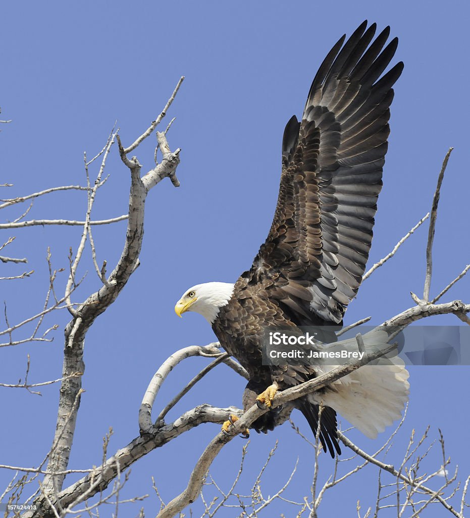 Eagle оказалась - Стоковые фото Американская культура роялти-фри