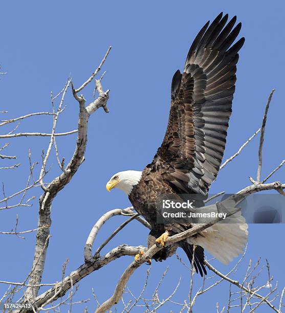 Eagle Оказалась — стоковые фотографии и другие картинки Американская культура - Американская культура, Без людей, Белоголовый орлан