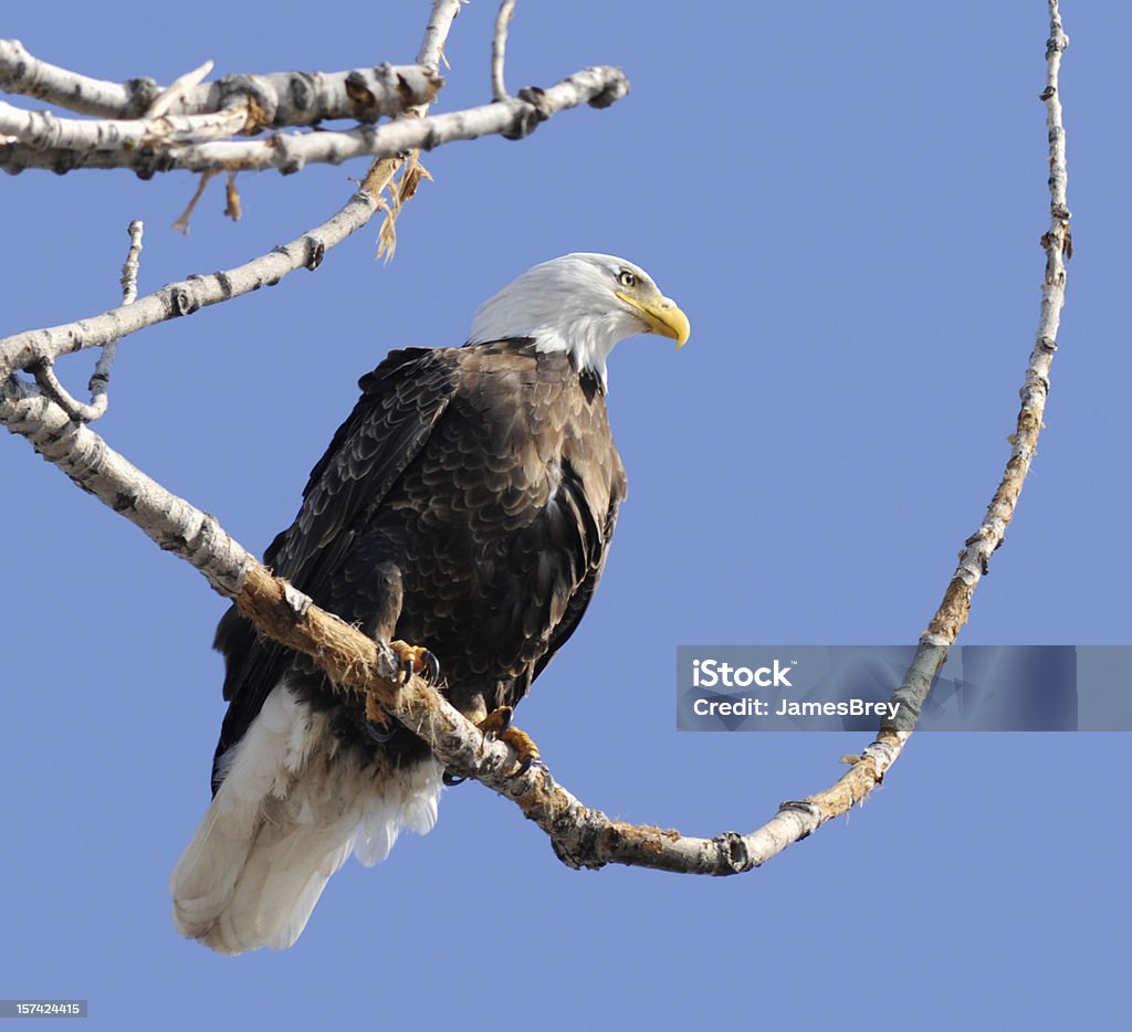 Majestoso Bald Eagle - Foto de stock de 4 de Julho royalty-free