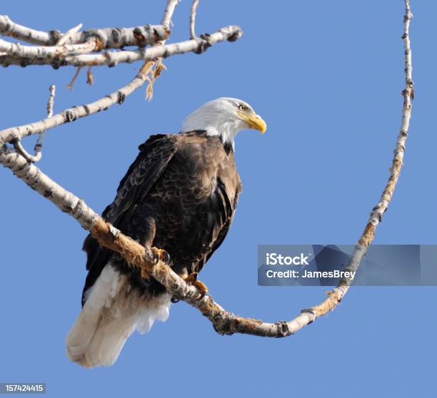 Foto de Majestoso Bald Eagle e mais fotos de stock de 4 de Julho - 4 de Julho, Animais em Extinção, Animal