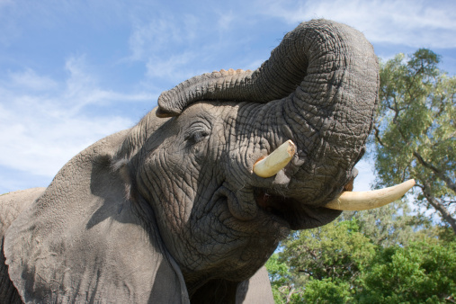 Asian Elephant portrait Close Up in Sri Lanka