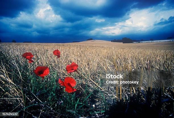 Poppies Unter Einem Bedrohlichen Himmel Stockfoto und mehr Bilder von Blau - Blau, Blume, Braun
