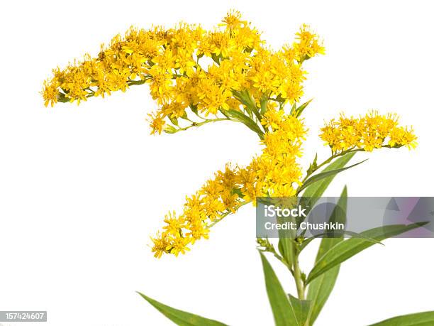 Blume Solidago Gigantea Stockfoto und mehr Bilder von Goldrute - Goldrute, Blume, Blüte