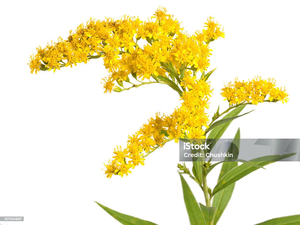 Flower (Solidago gigantea)  Goldenrod Stock Photo