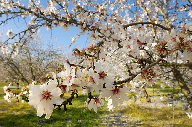 Close-up of Almond Tree Blossoms Close-up of almond tree spring time blossoms. almond tree photos stock pictures, royalty-free photos & images