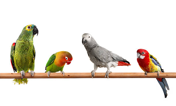 farben der natur - papagei stock-fotos und bilder
