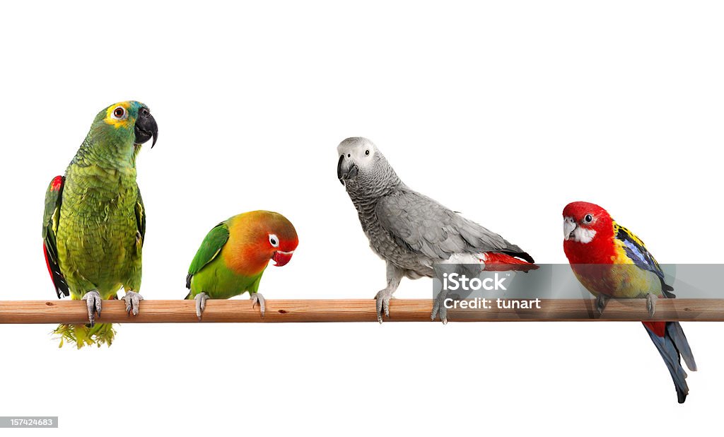 Colors Of Nature Yellow-Crowned Amazon Parrot Parrot Stock Photo