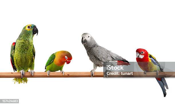 Colors Of Nature Stock Photo - Download Image Now - Parrot, Bird, White Background